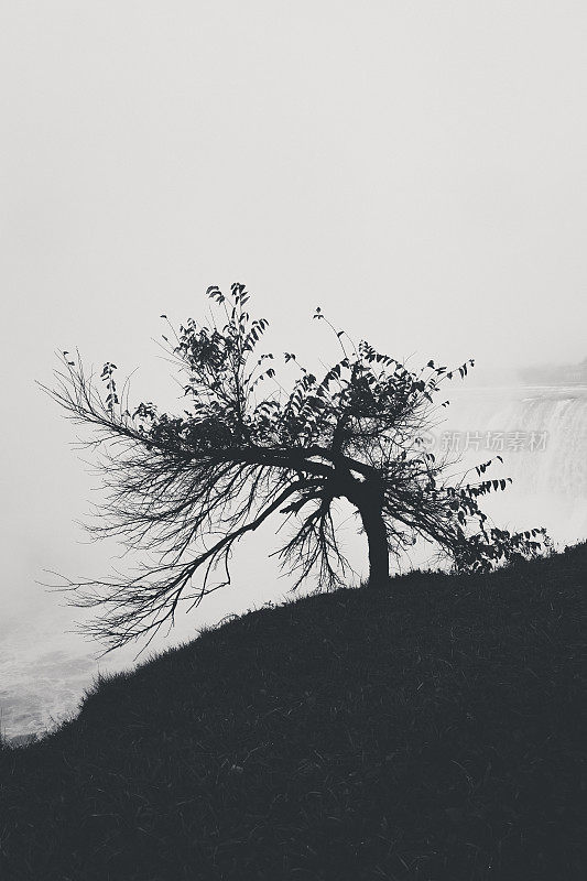 一棵树的黑白图像-尼亚加拉瀑布-美国/加拿大